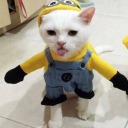 apocalyptic-cake avatar