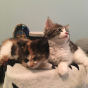 apodofasexuwhales avatar