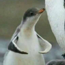 apoemontheundergroundwall avatar