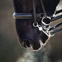 apollinenindefnesi avatar