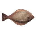 apolloniccalligraphy avatar