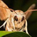 apologetic-ghoul avatar