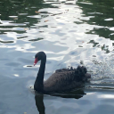 apologybouquet avatar