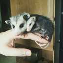 appalachianwildliferehab avatar