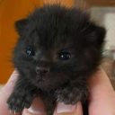 apparently-i-sell-kids-for-drugs avatar