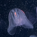 apparentlyautisticandanxious avatar