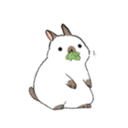 apple-bunnies avatar