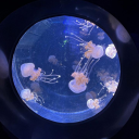 apple-pie-fly avatar