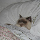 apple-snaps-bandit avatar