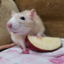 appleandrats avatar