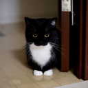 apples-and-tangerines avatar