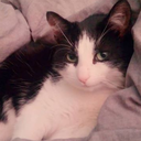 applesarehappy avatar