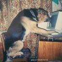 applesausegod avatar