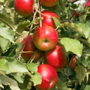 applesformoon avatar