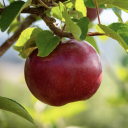 applesforthis avatar