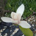 applesintheearlyfall avatar