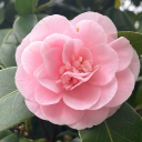 applesorthebees avatar