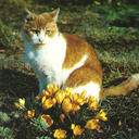 applewhirlings avatar