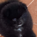 apprehensivethroes avatar