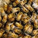 approximately60000bees avatar