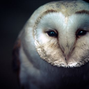 aprecioussoul avatar