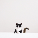 apres-finitude avatar