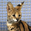 apricottheapricat avatar