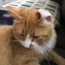 aprilludgatesanimalrescue avatar