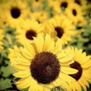 aprilovesblackcoffee avatar