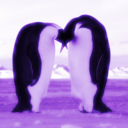 apurplepenguin avatar
