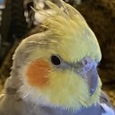 aquadragon752-blog avatar