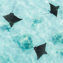 aquamarine-oceana avatar