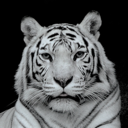 aquamarinetiger98 avatar