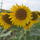 aquarian-nights avatar