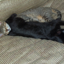 aquarianalchemist avatar