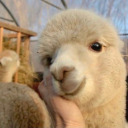 aquario-em-aquario avatar