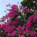 aquariuspeach avatar