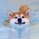 aquaticdoggo avatar