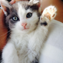 aqui-viene-el-tejon avatar