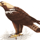 aquilaadalberti avatar