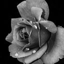 arabellebloom avatar