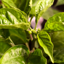 araceae-advice avatar