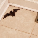 arachneshitposts avatar