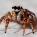 arachniddetector avatar