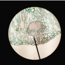 arachnidhomosapien avatar