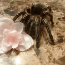 arachnofacts-blog avatar