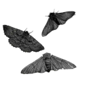 arachnophvbia avatar