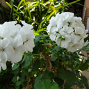 aramofwandera avatar