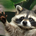 arandomraccoon avatar