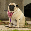 aratherlargepug avatar